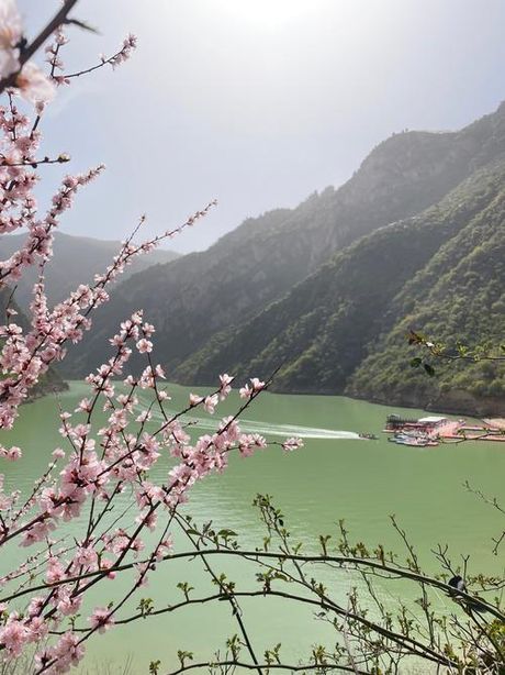 川壁桃花：春季赏花的胜地