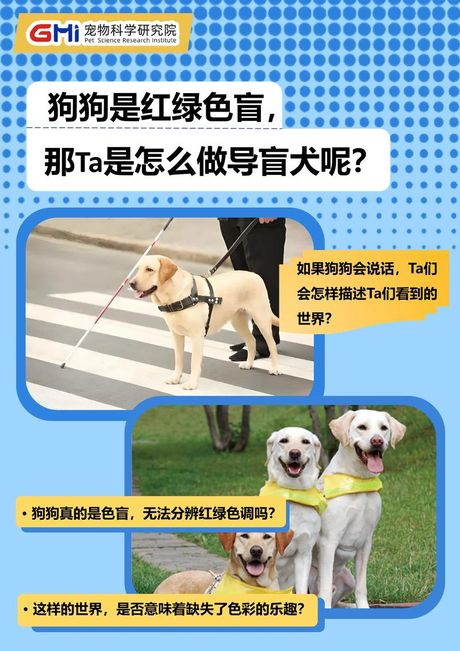 导盲犬是什么狗，导盲犬是什么狗，如何训练一只导盲犬？