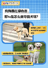 导盲犬是什么狗，导盲犬是什么狗，如何训练一只导盲犬？