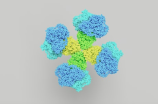 核糖体RNA：物种演化和癌症治疗的一把钥匙