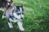 宠宠欲动，狗狗宠宠欲动！如何让幼犬不咬家具和抱抱人